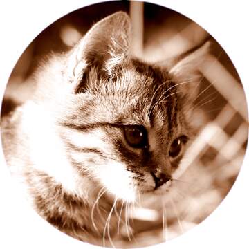 Maxime D.